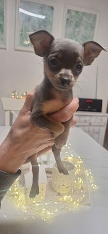 Süsser Prager Rattler Welpe sucht ein neues Zuhause