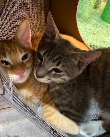 Das perfekte Duo für die Adoption!