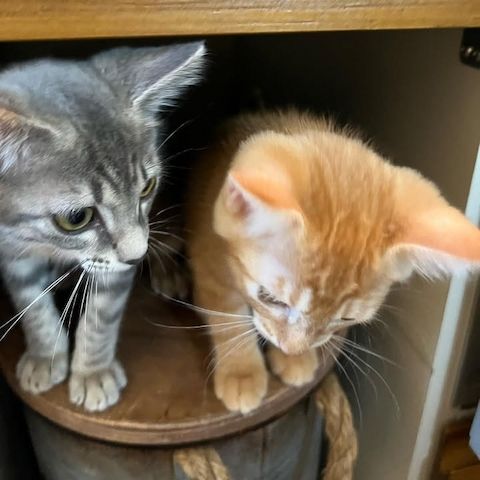 Das perfekte Duo für die Adoption!