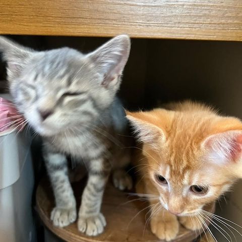 Das perfekte Duo für die Adoption!