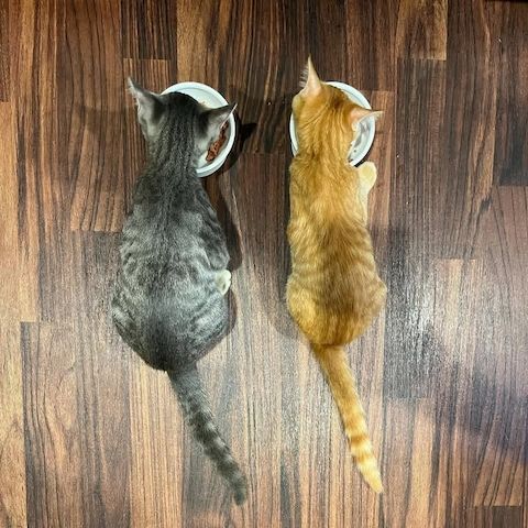 Das perfekte Duo für die Adoption!