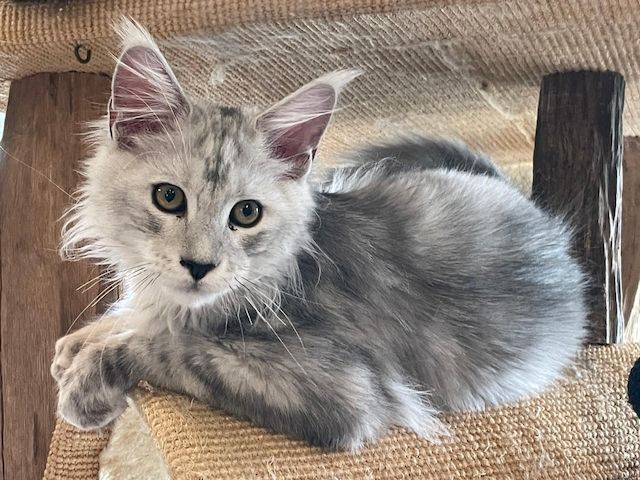 Maine Coon Kitten Shaded Linie mit Stammbaum