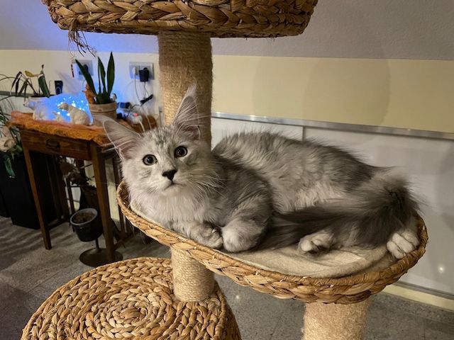 Maine Coon Kitten Shaded Linie mit Stammbaum