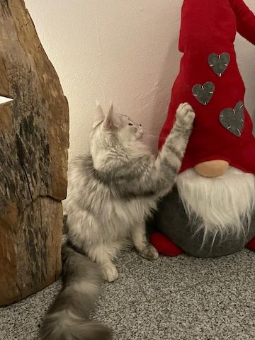 Maine Coon Kitten Shaded Linie mit Stammbaum