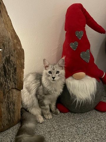Maine Coon Kitten Shaded Linie mit Stammbaum