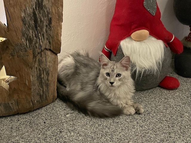 Maine Coon Kitten Shaded Linie mit Stammbaum