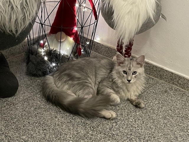 Maine Coon Kitten Shaded Linie mit Stammbaum