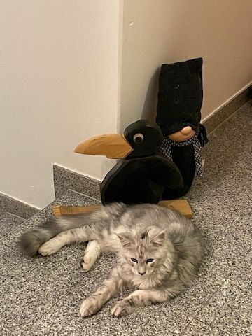 Maine Coon Kitten Shaded Linie mit Stammbaum