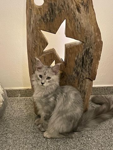 Maine Coon Kitten Shaded Linie mit Stammbaum