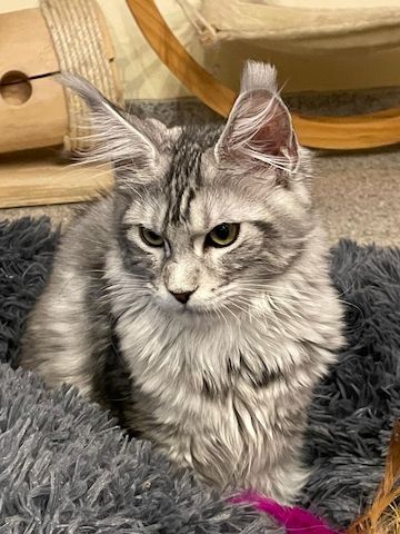 Maine Coon Kitten mit Stammbaum