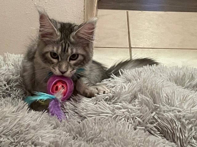 Maine Coon Kitten mit Stammbaum
