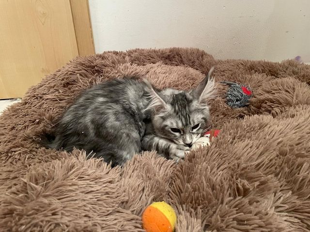 Maine Coon Kitten mit Stammbaum