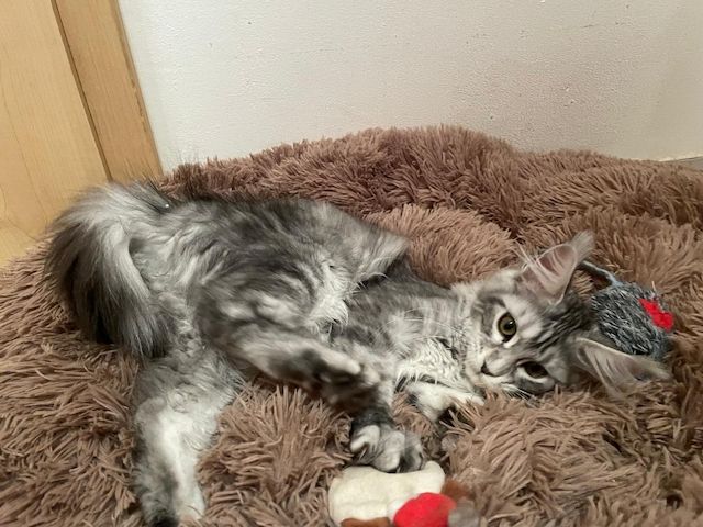 Maine Coon Kitten mit Stammbaum