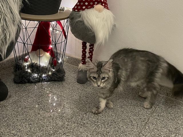 Maine Coon Kitten mit Stammbaum