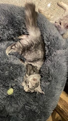 Maine Coon Kitten mit Stammbaum