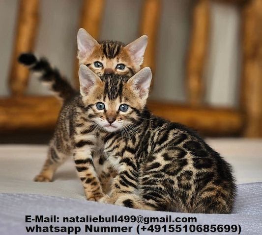 BENGAL-Kätzchen verfügbar