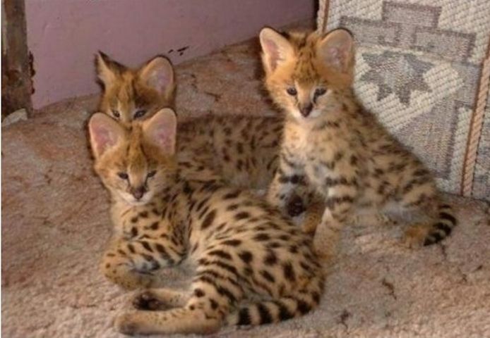 Savannah f4, f5, f6 Kätzchen verfügbar