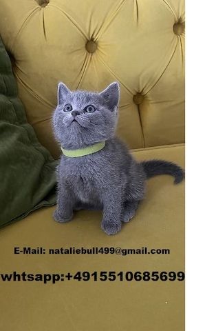 Britisch Kurzhaar Kätzchen zu verkaufen