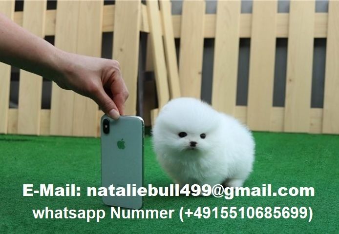 MINI POMERANIAN ZWERGSPITZ BOO WELPEN ZUM VERSCHENKEN