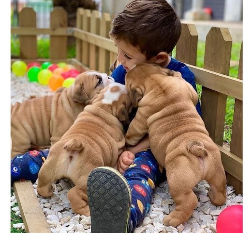 Old English Bulldog Welpen suchen ein Zuhause