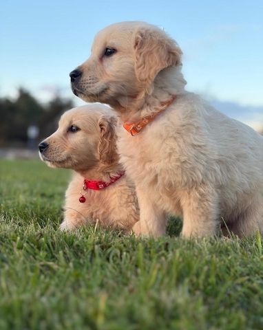 Golden-Retriever-Welpen