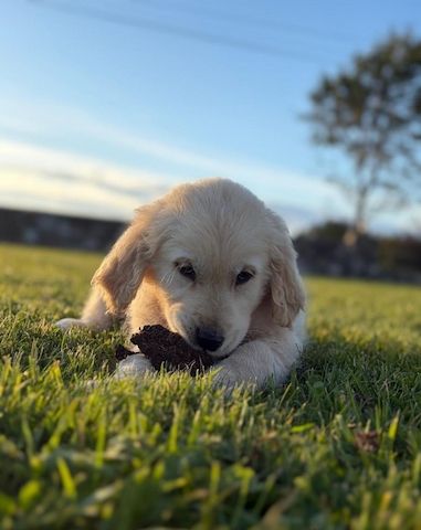 Golden-Retriever-Welpen