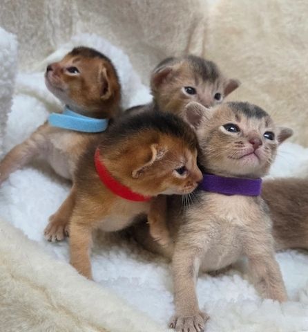 Wunderschöne Abessinier-Kätzchen