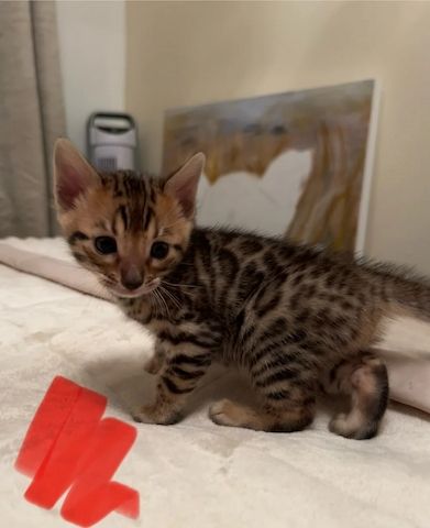 Unsere wunderschönen Bengalkätzchen suchen nun ein liebevolles Zuhause für immer!