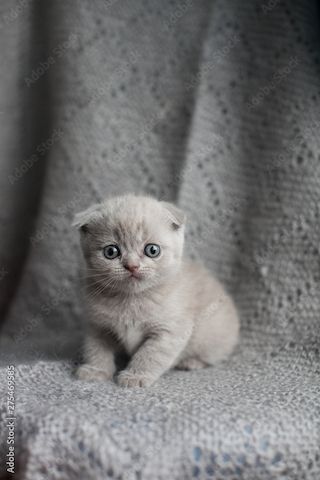British shorthair Kätzchen
