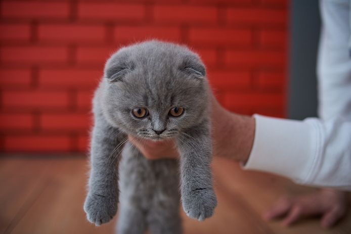 British shorthair Kätzchen