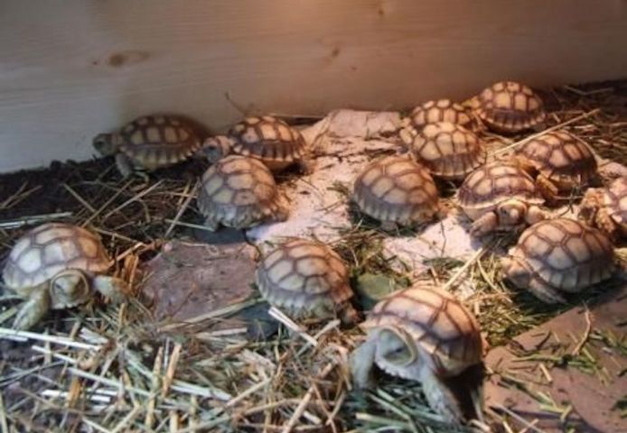 Schildkröten zu verkaufen