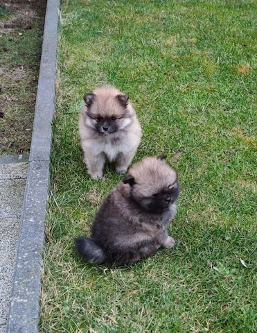 Zwergspitz Pomeranian