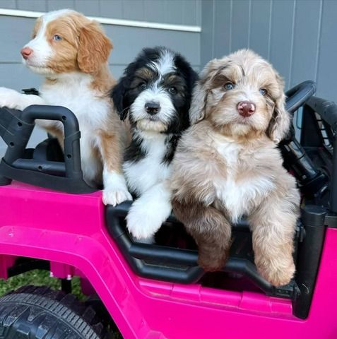 Aussie-doodle Welpen