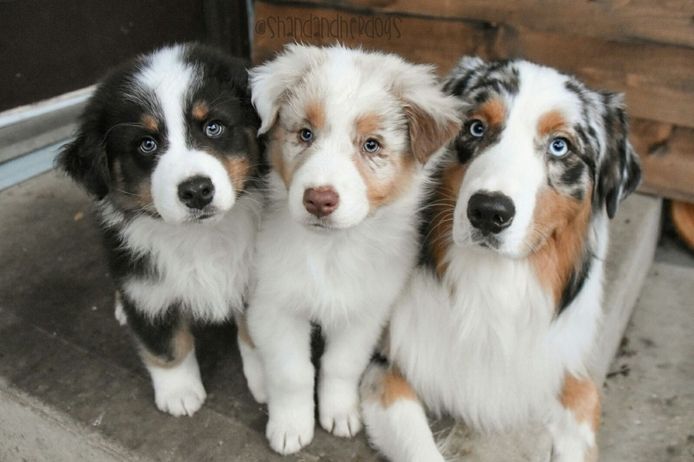 Australischer Schäferhund