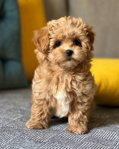 Maltipoo-Welpen zur Adoption