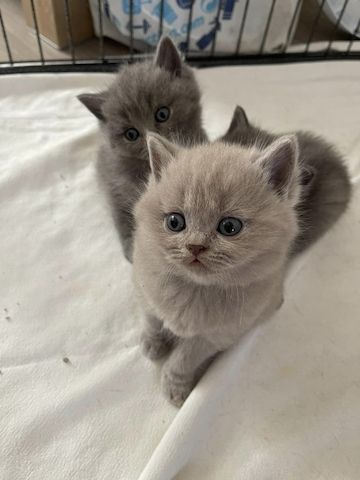 Britische Kurzhaar-Kätzchen zur Adoption