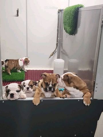 Englische bulldogge