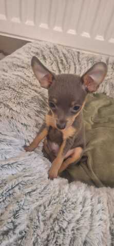 Süsser Prager Rattler Welpe sucht ein neues Zuhause