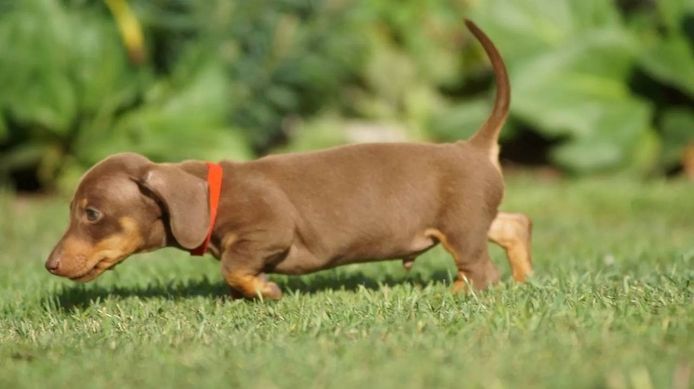 12 Wochen alt Dackel Welpen