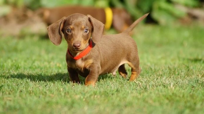 12 Wochen alt Dackel Welpen