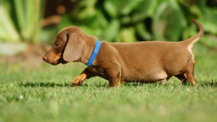 12 Wochen alt Dackel Welpen