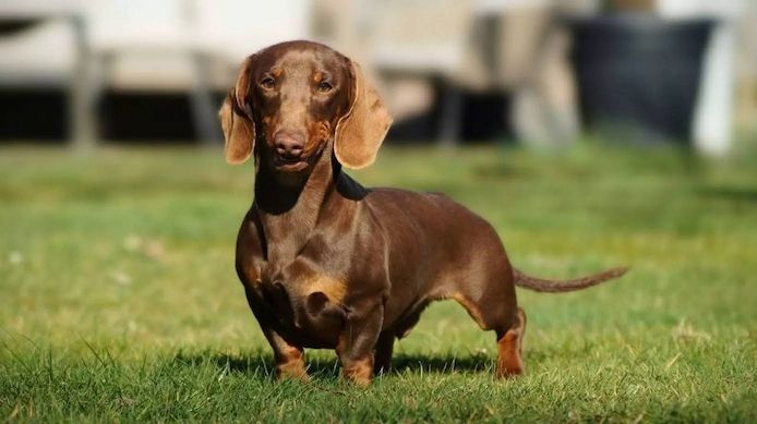 12 Wochen alt Dackel Welpen