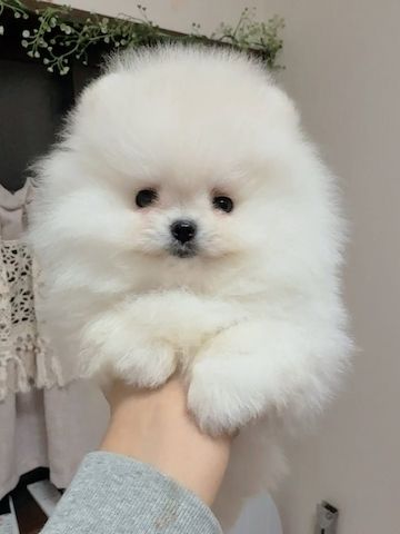 Pomeranian-Welpe zur Adoption