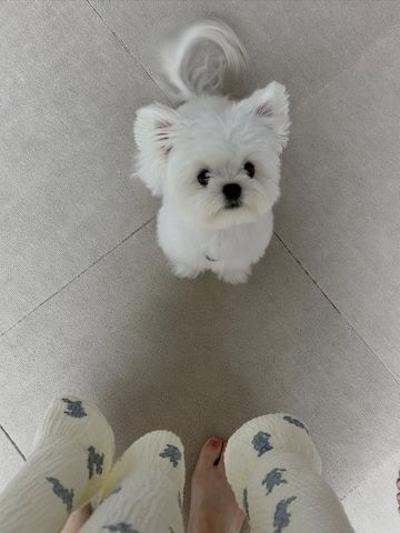 Malteserwelpe zur Adoption