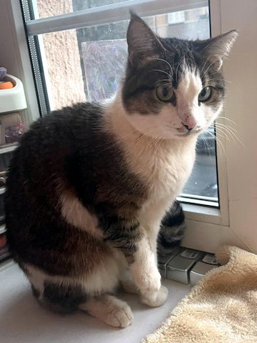 ANDROMACHE - Von der Futterstelle ins Glück?