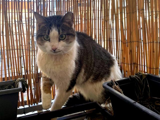 ANDROMACHE - Von der Futterstelle ins Glück?