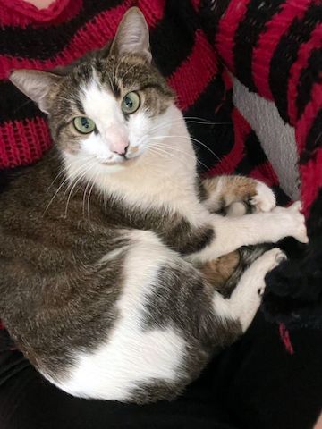 ANDROMACHE - Von der Futterstelle ins Glück?