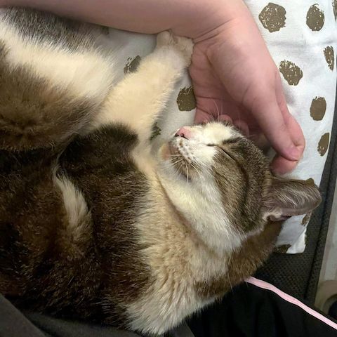 ANDROMACHE - Von der Futterstelle ins Glück?