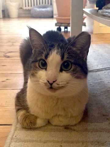 ANDROMACHE - Von der Futterstelle ins Glück?