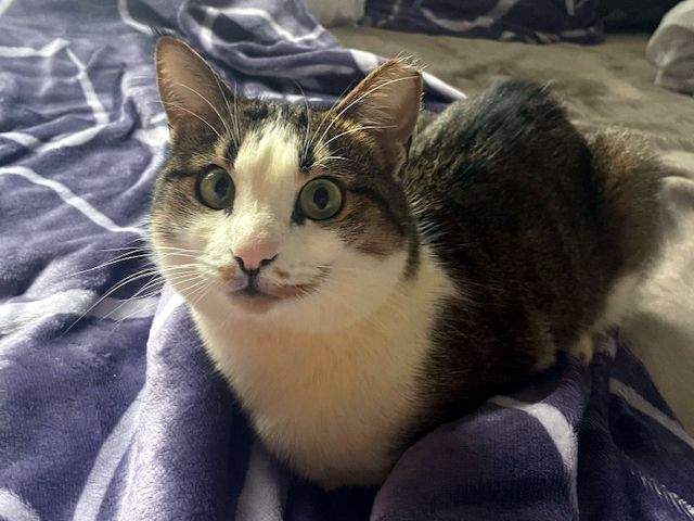 ANDROMACHE - Von der Futterstelle ins Glück?